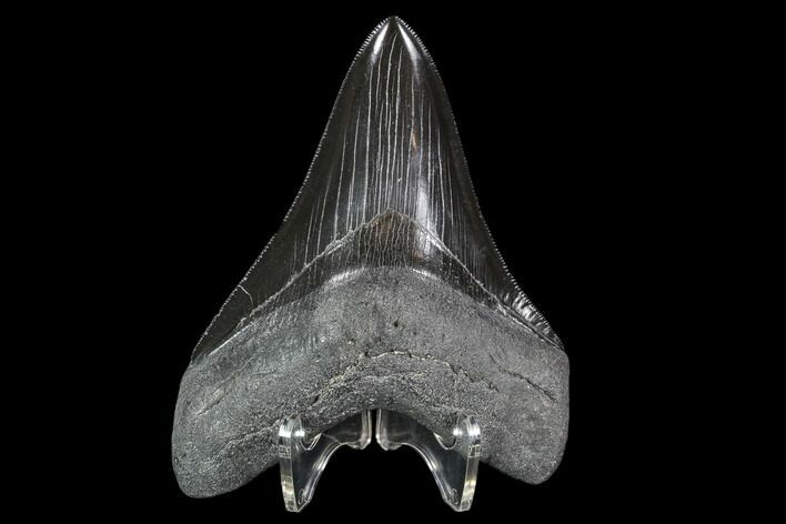 Serrated, Fossil Megalodon Tooth - Jet Black Enamel #108854
